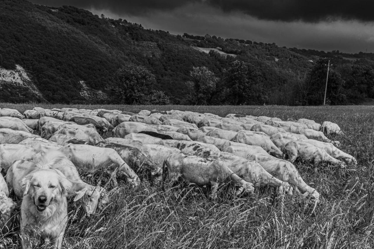 Affittacamere Tuttaterra Serra San Quirico Esterno foto